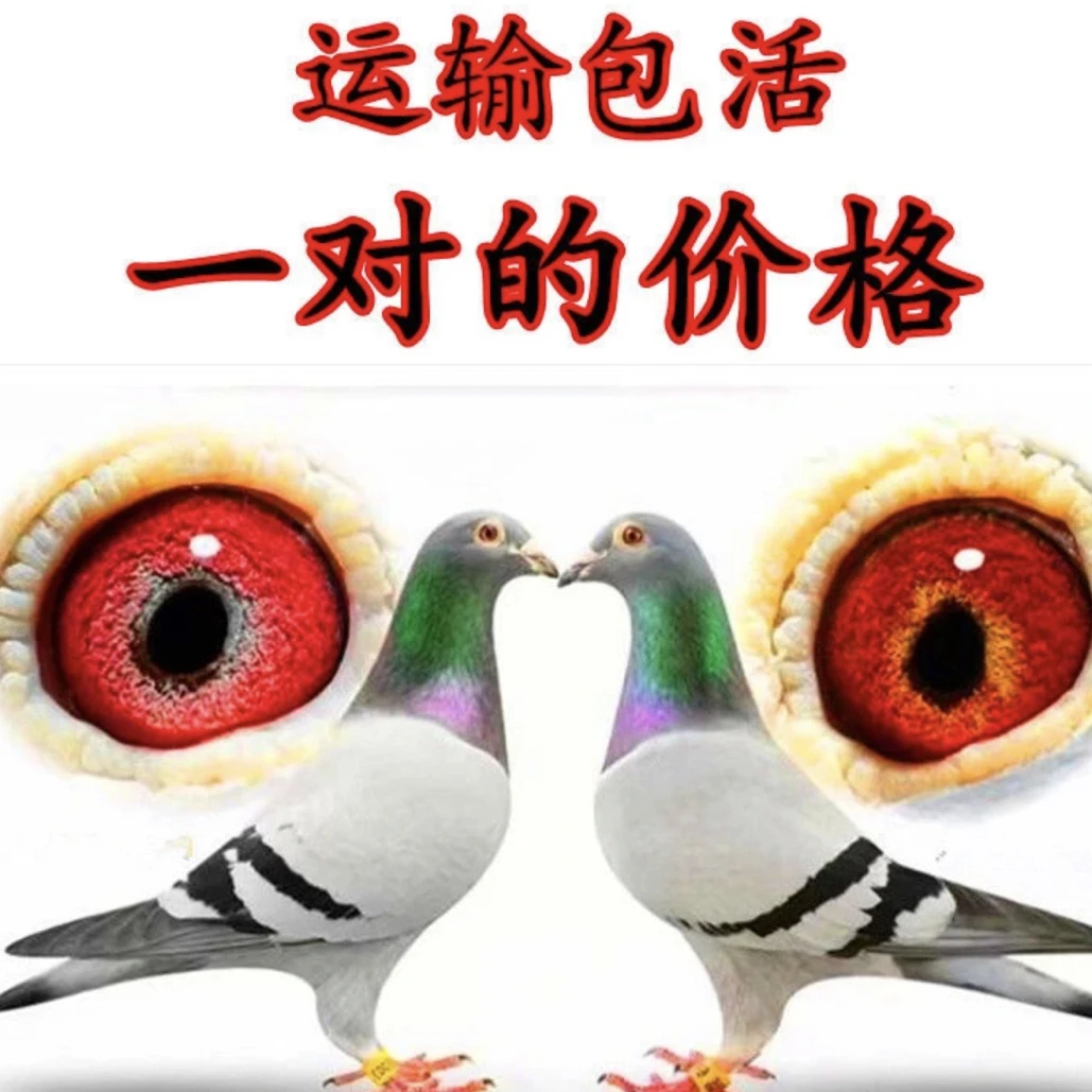 纯种信鸽种鸽瓦灰雨点成年鸽子