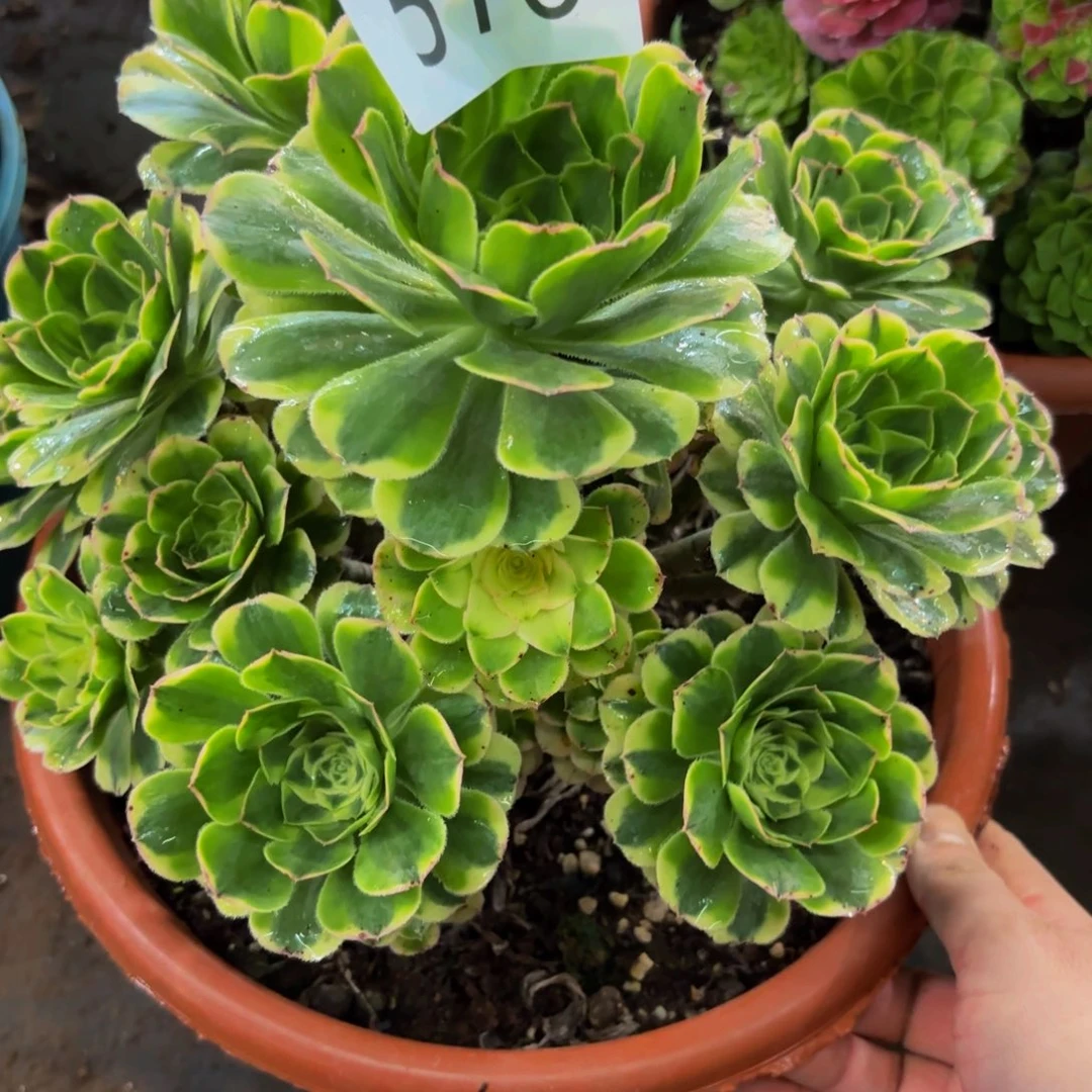 516多肉植物白兰地