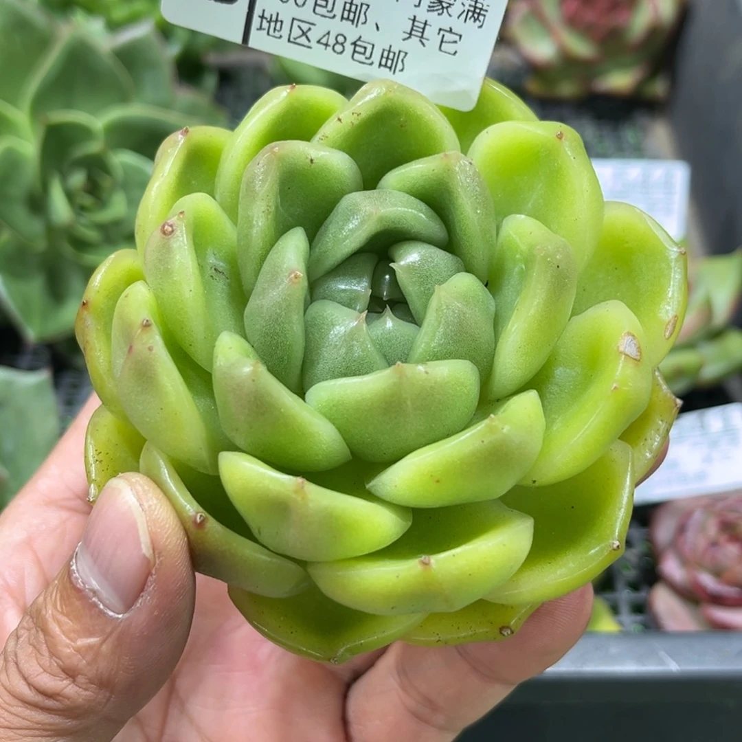 545………………………………珍妮锦