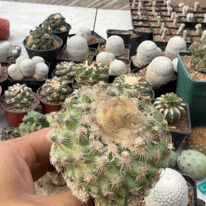 蜘蛛丸子仙人球开花