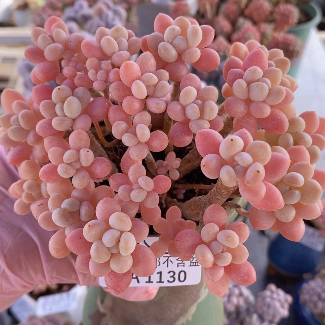 冰淇淋鱼子酱老桩12cm1130多肉植物