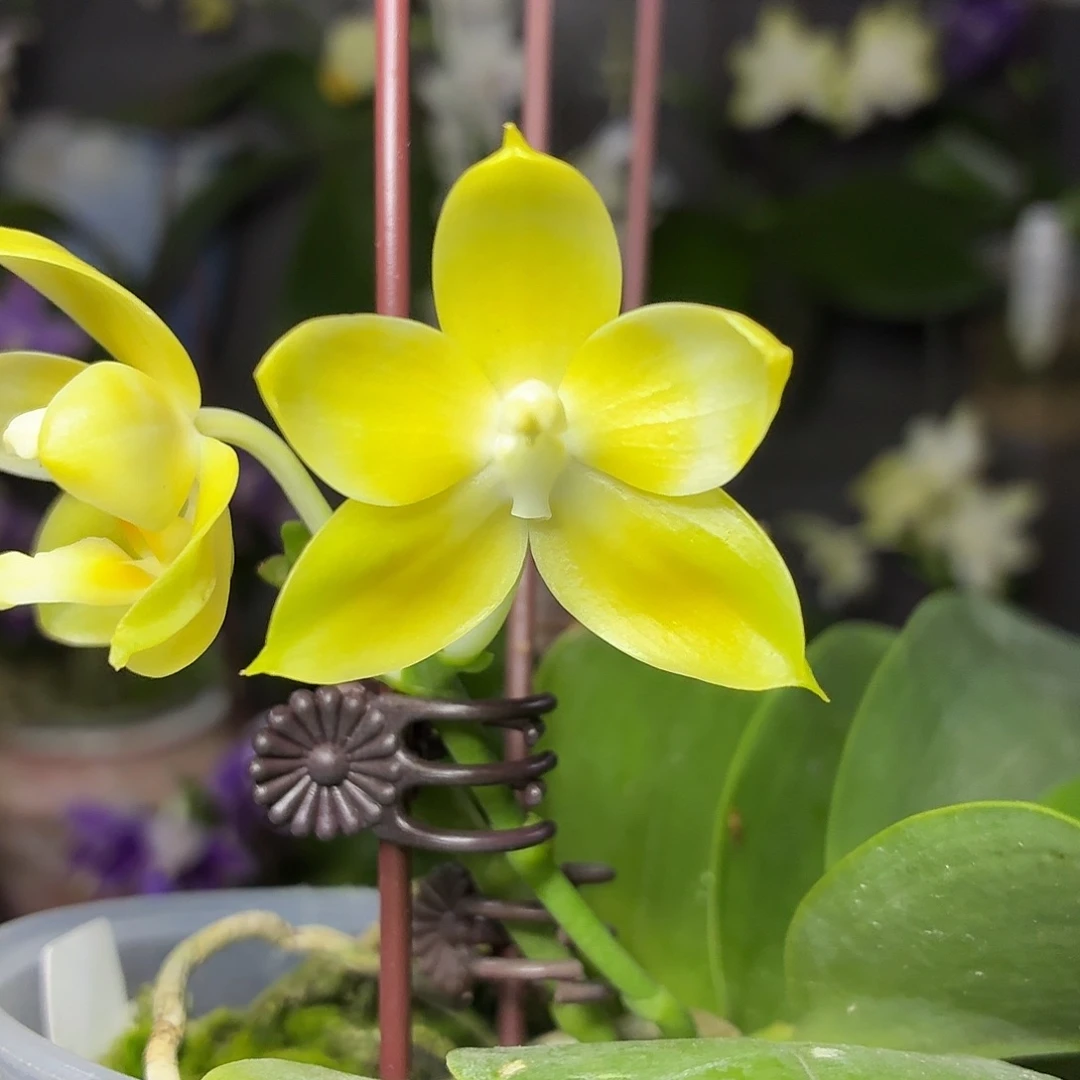 当前无花朵，栽培后可花朵A1748yss1168