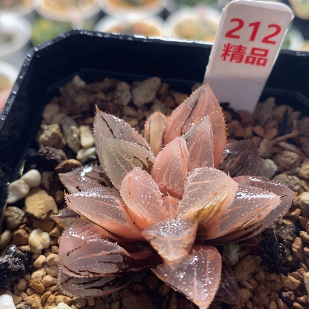 不开花植物212冰沙糖