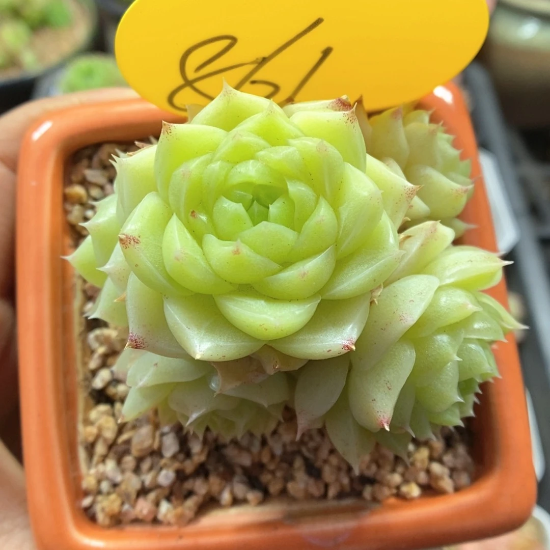 油透麦秆可拍861号。