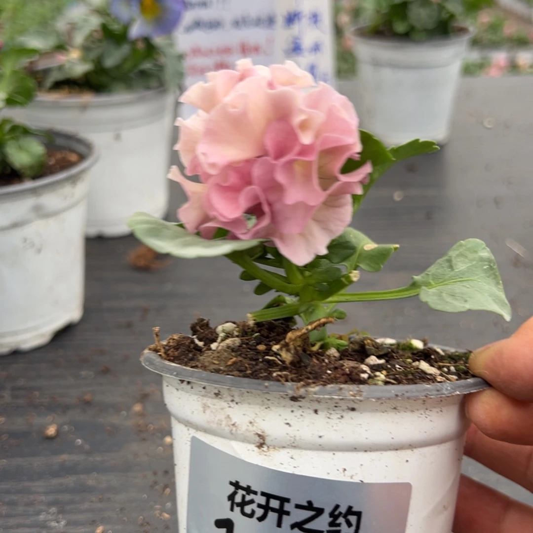 少量花朵（建议范围：2朵-5朵 或40%以下）113号1003