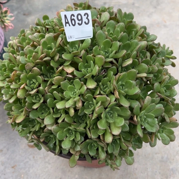 693小狐狸20厘米左右