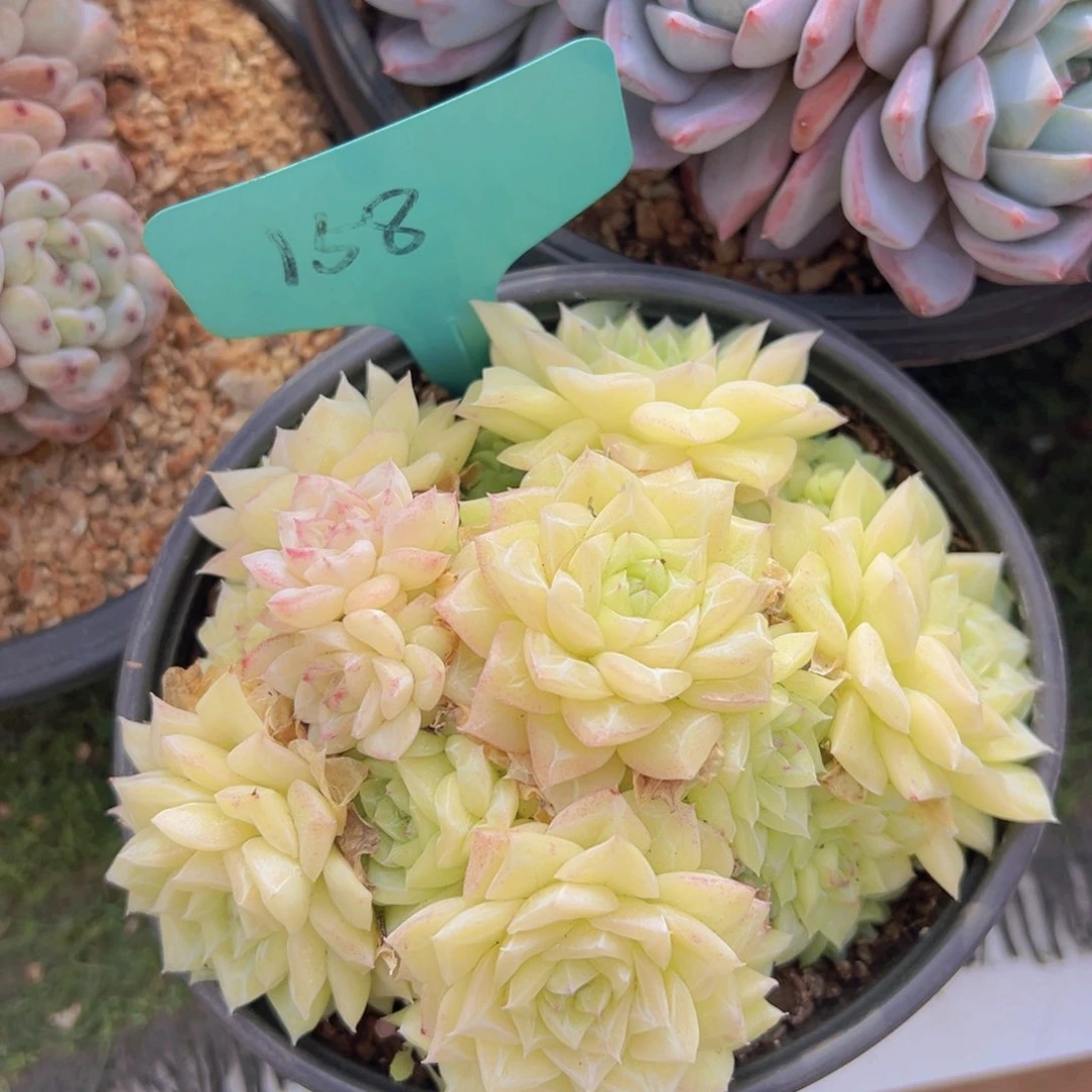 香玉的故事是一个人的故事吗我