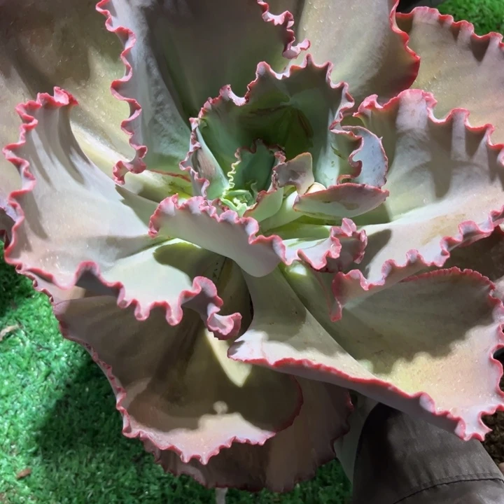 216蓝色妖姬多肉植物
