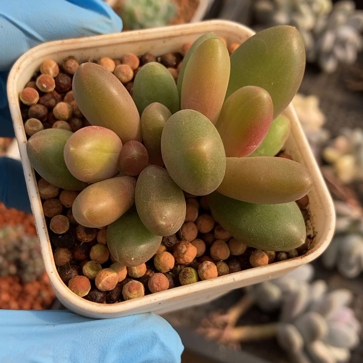 正版芒果奶锦多肉植物