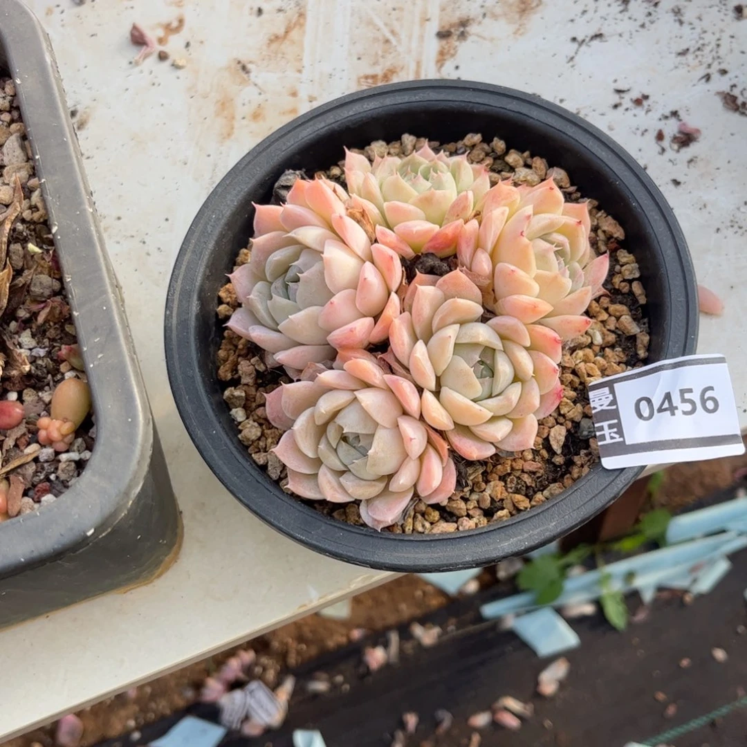 白杂多肉植物0456