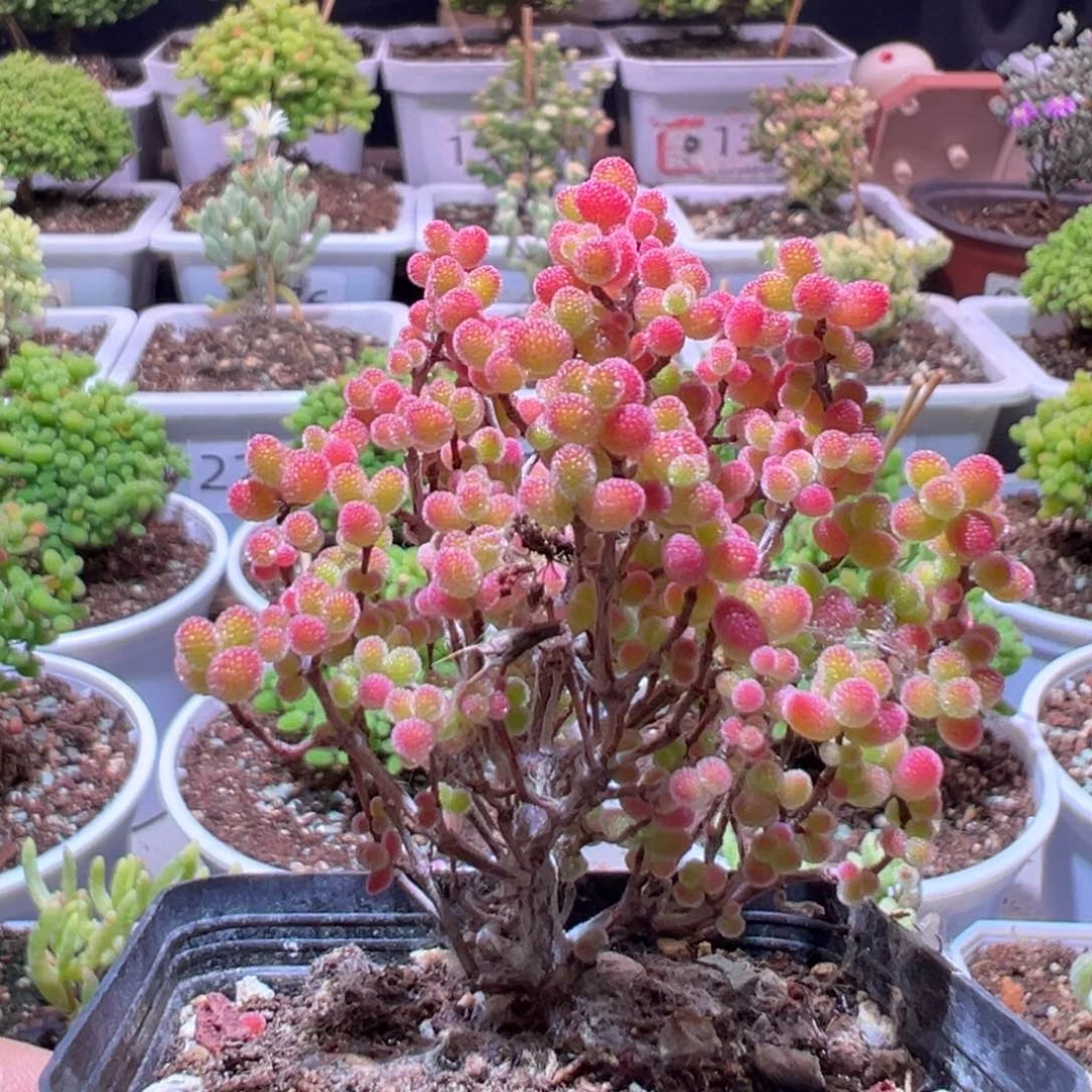 J292蜜橘带盆土发货一物一拍