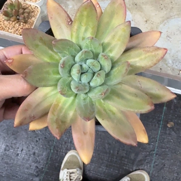 海洋之歌 单头 一物一拍