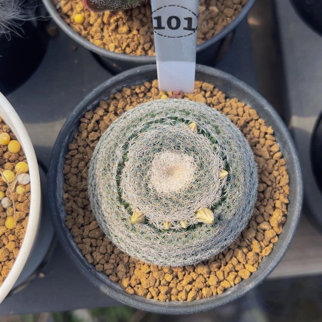 雪娟多肉植物带盆土