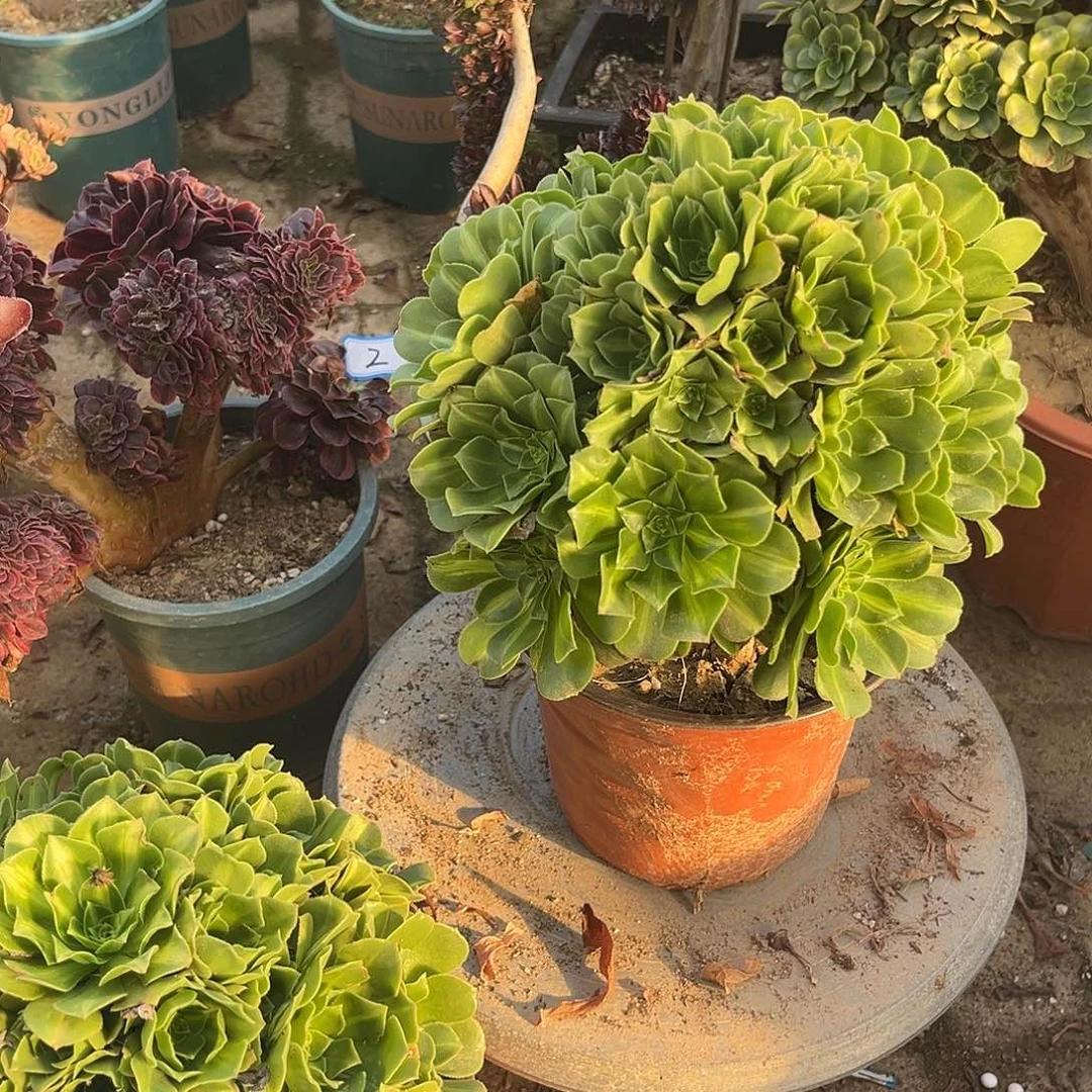 14翡翠琉璃无主头法师多肉植物