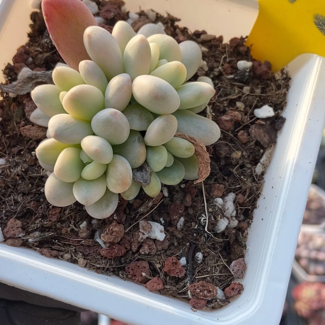 892洛神锦多肉植物