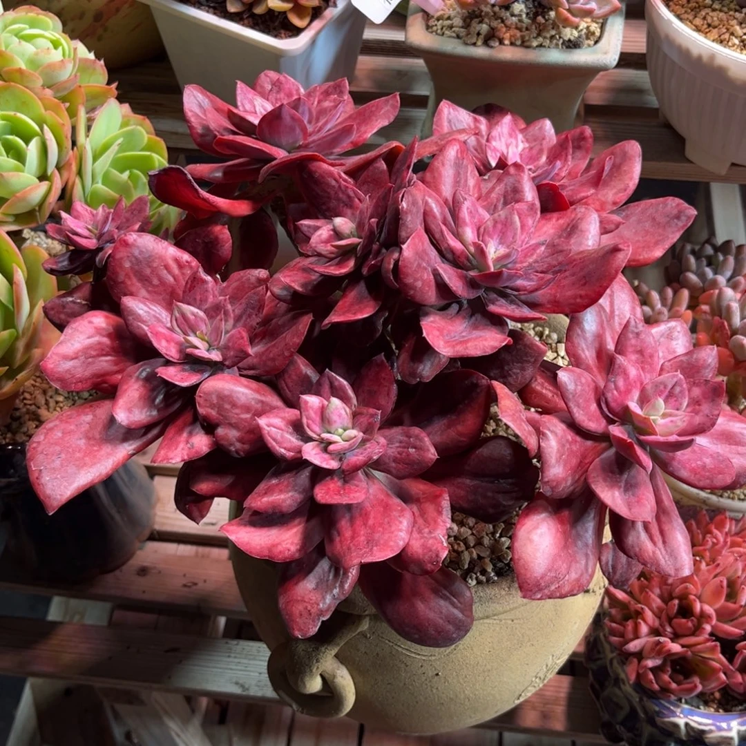 钻石锦多肉植物dujunn