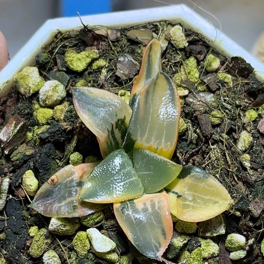 恭喜发财大吉大利913