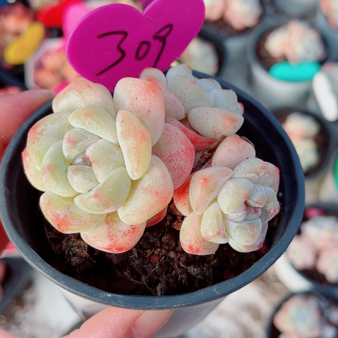 309号小老桩冰玉群