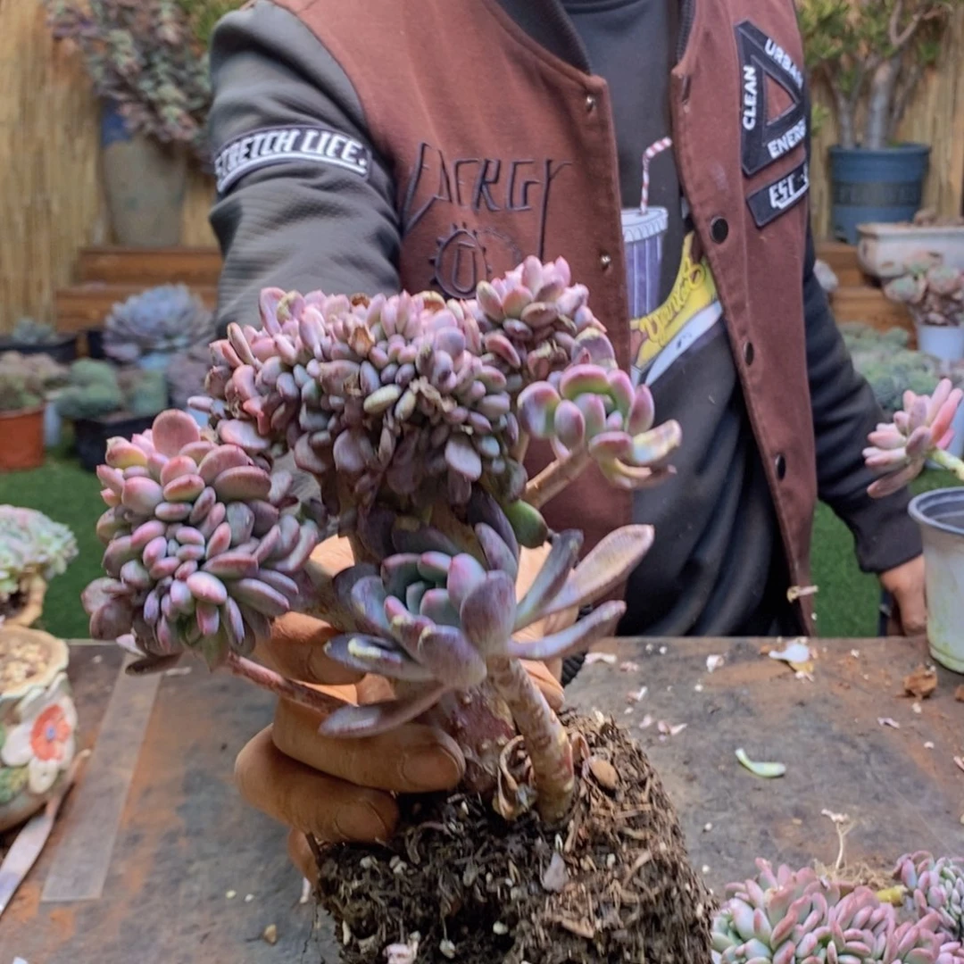 一****乱145号玛瑙缀多肉