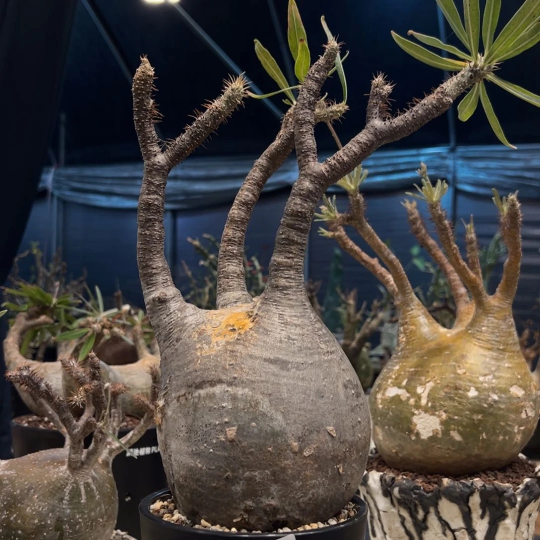 优*吸720象牙宫养定带盆发货