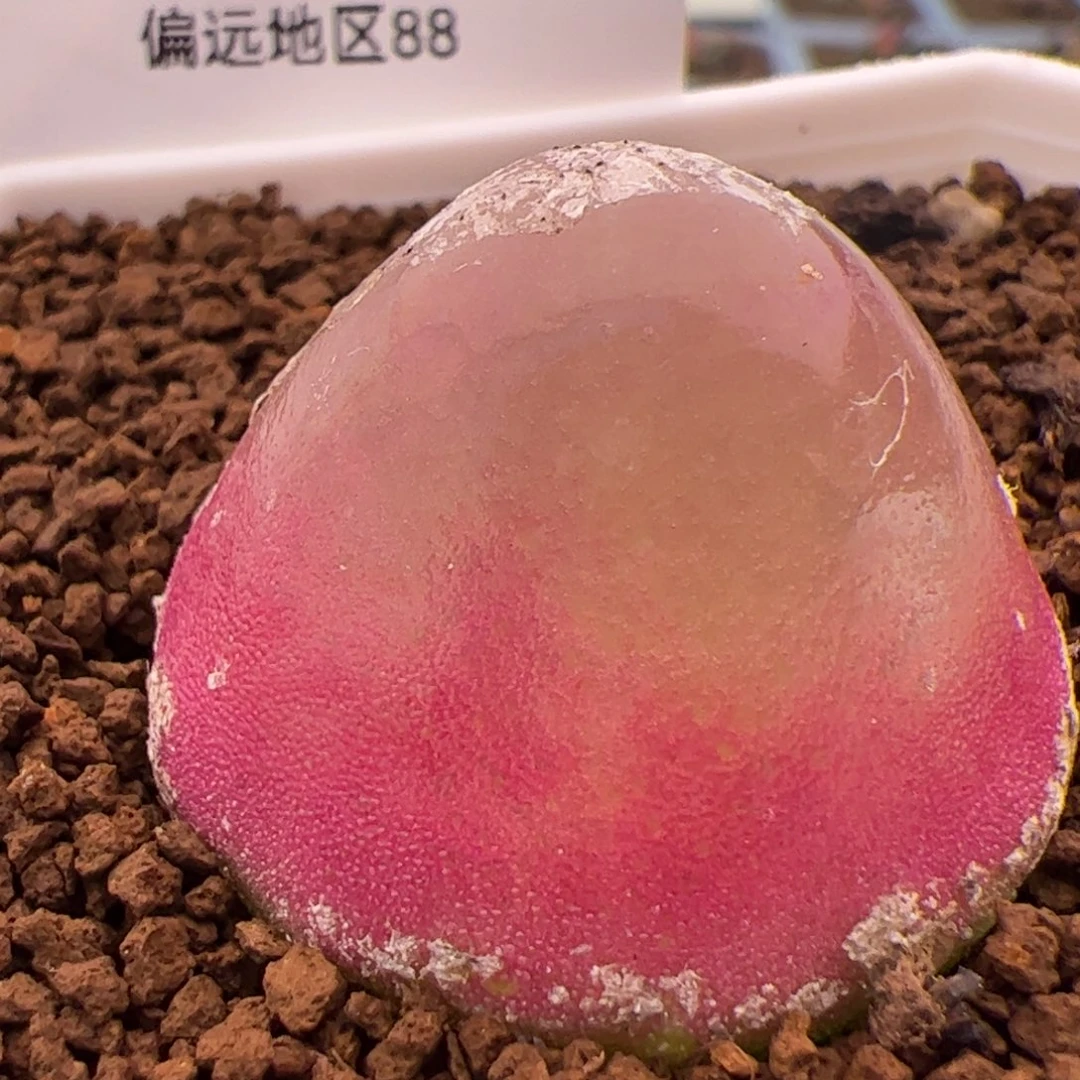 202号灯泡2.8多肉3.2公分