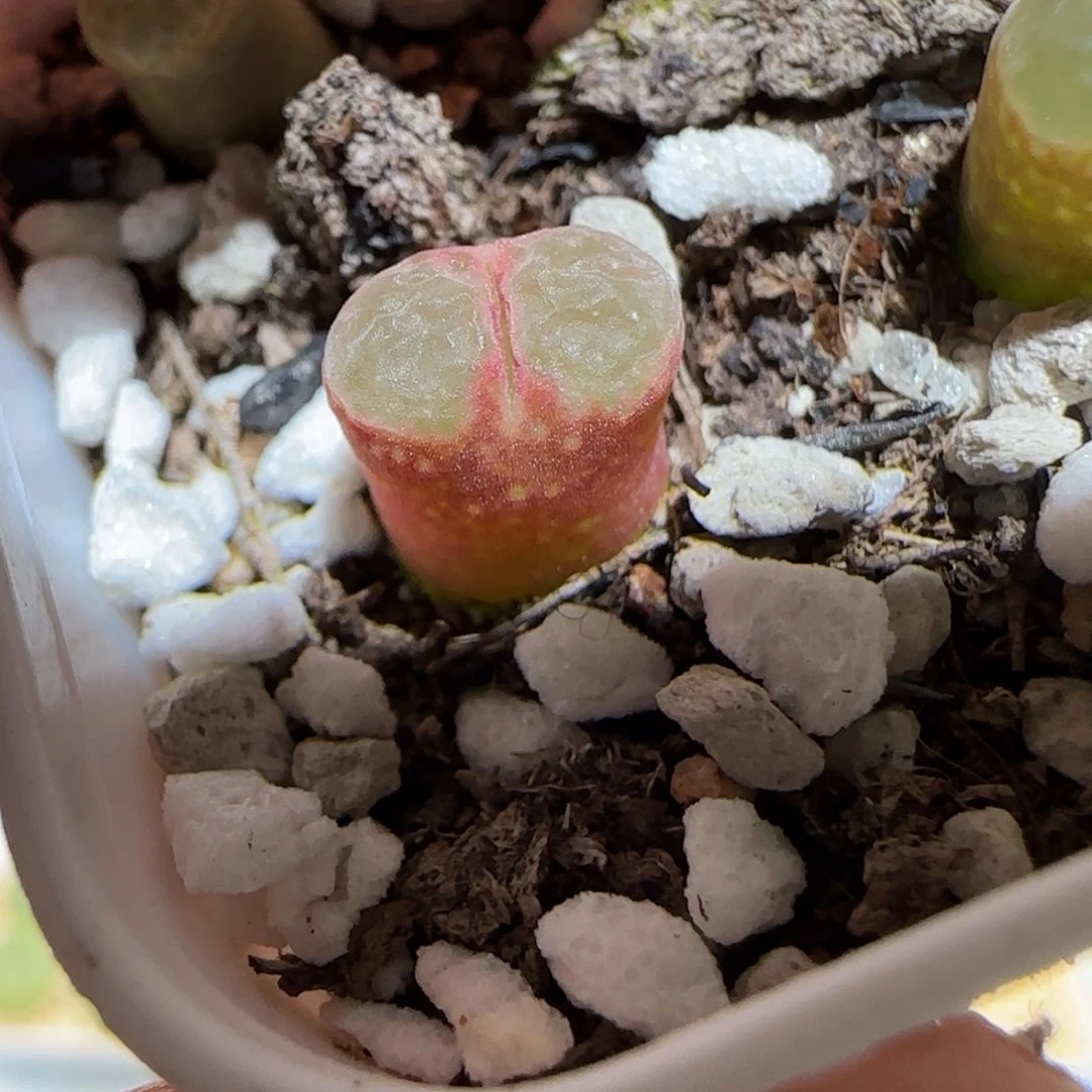 肉锥多肉植物百科-粉樱1592