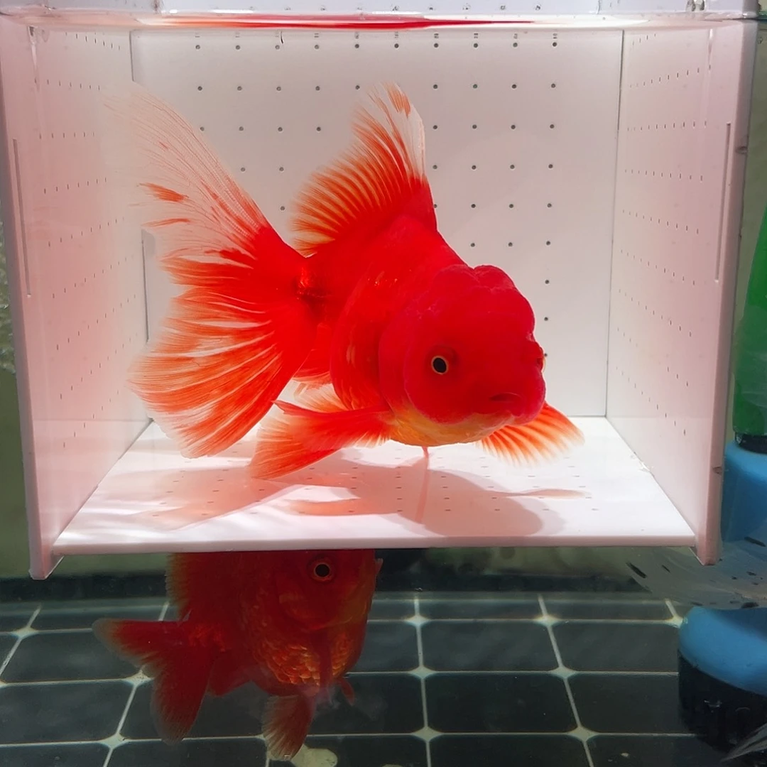 金鱼金鱼！！！！！！！！