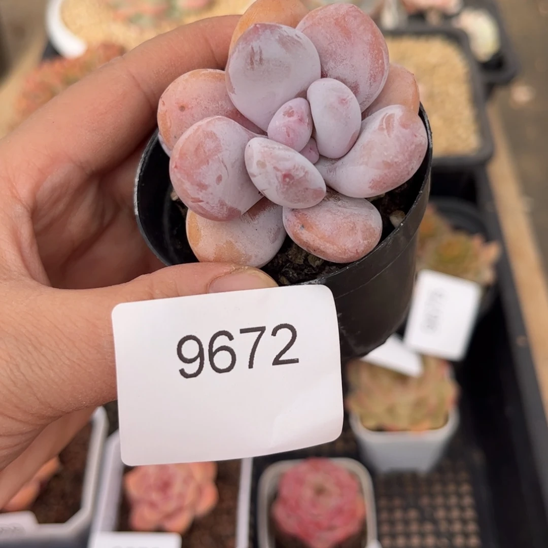 9672单头香水杂多肉