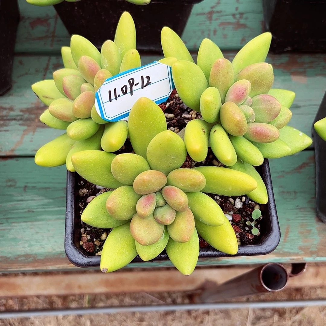 1109-12精控芒果奶