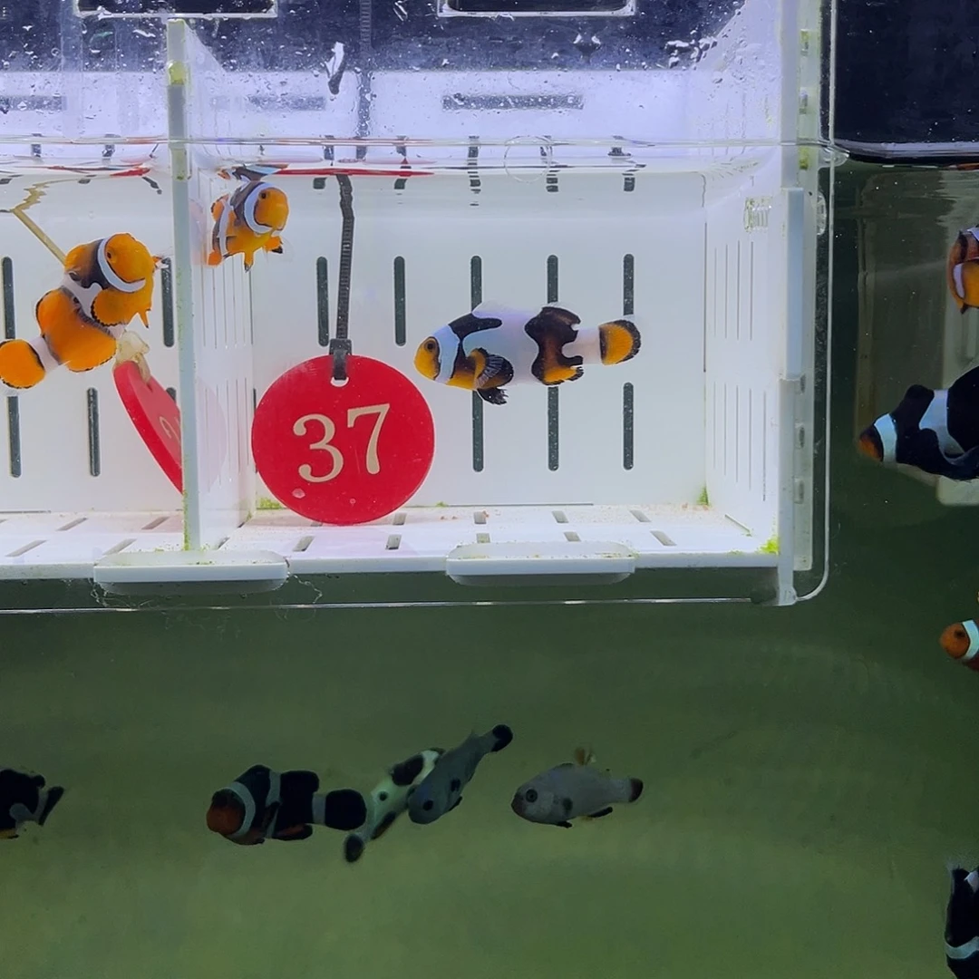 海水鱼毕加索黑背心