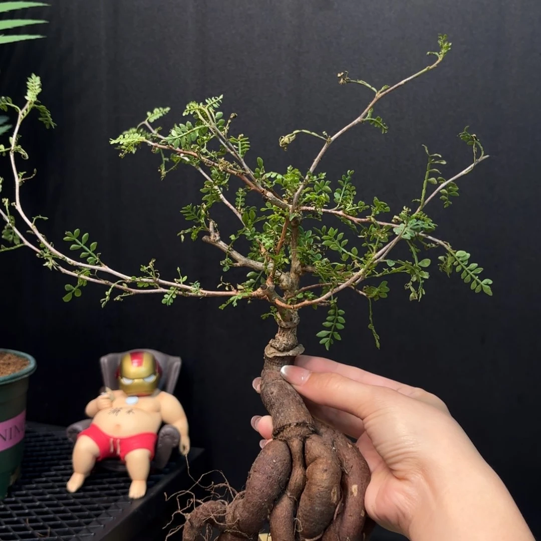 象足漆树裸根发。