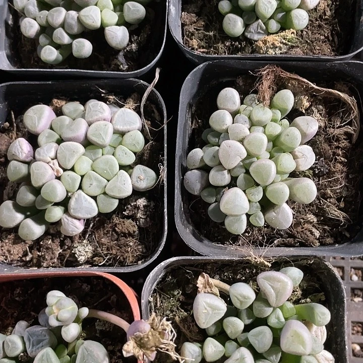 五十铃玉2.8带盆土