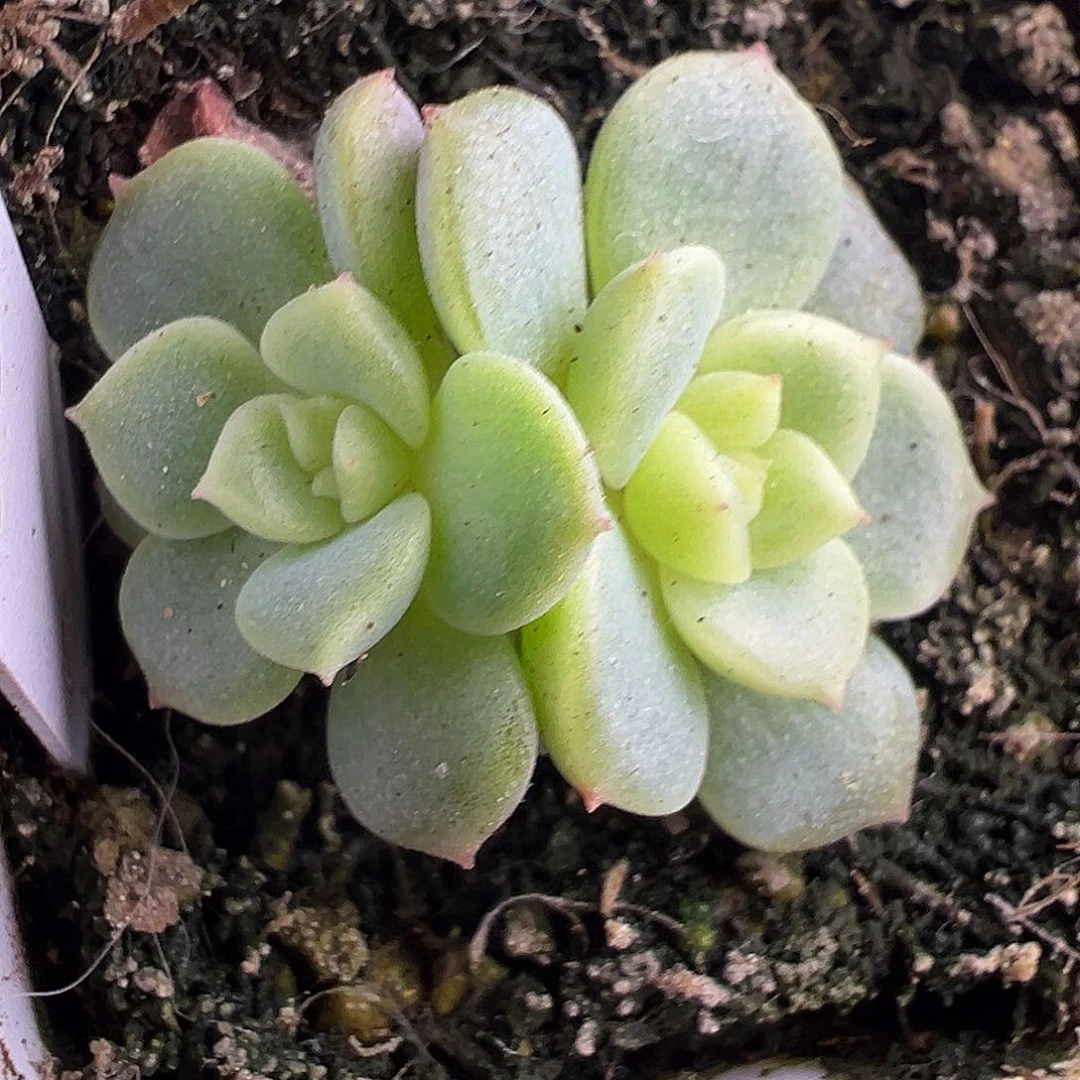 双头荔枝甜心一物一拍