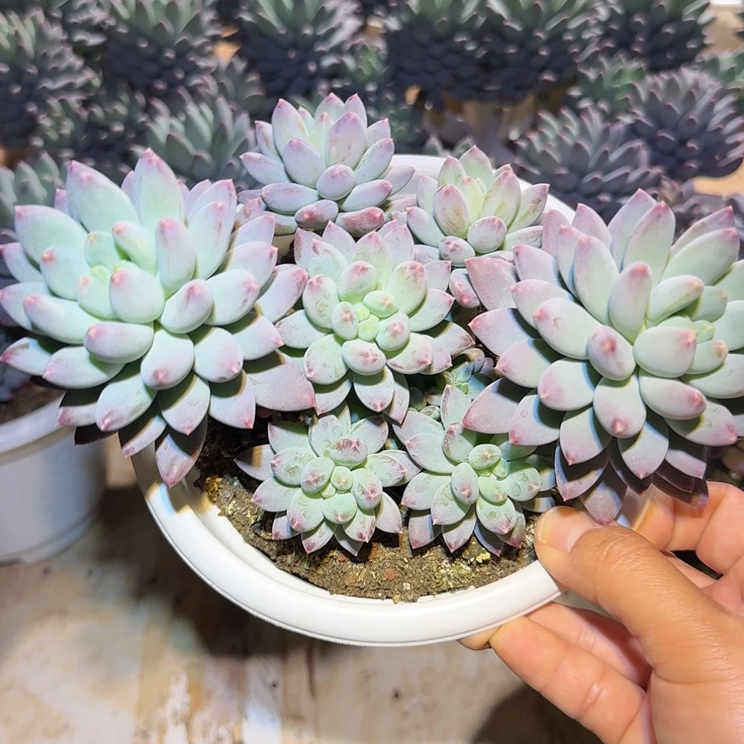 星月菩提整无砍群生多肉