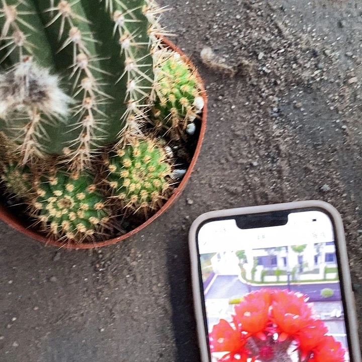 红花毛花毛花24677777