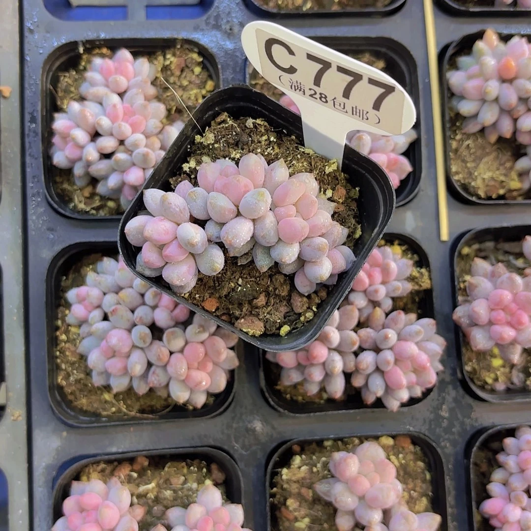 C777蓝莓奶酪哦物一拍