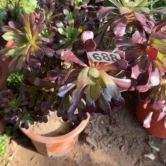 用***3一颗多肉法师有伤 685