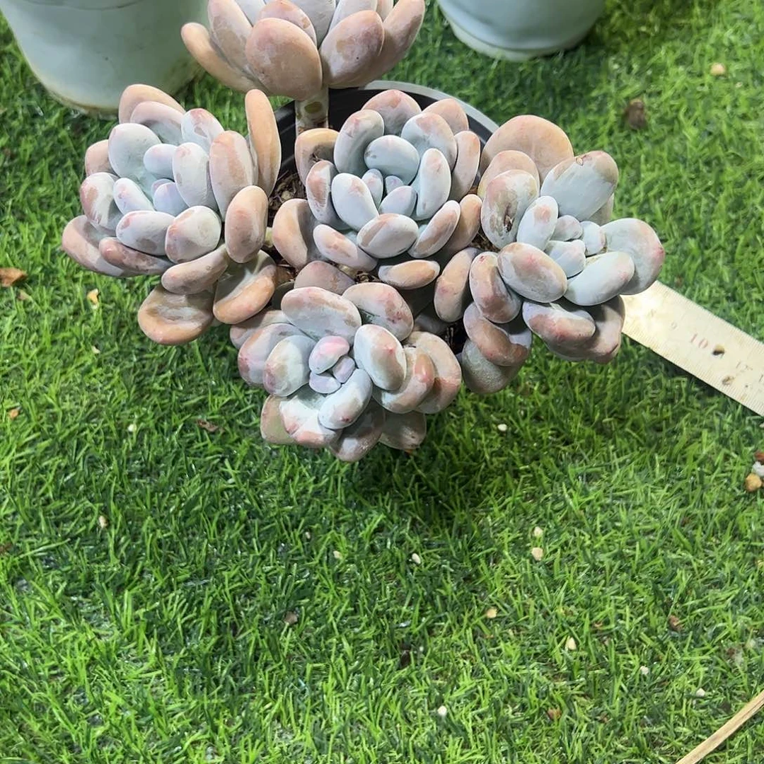 香水锦群多肉植物