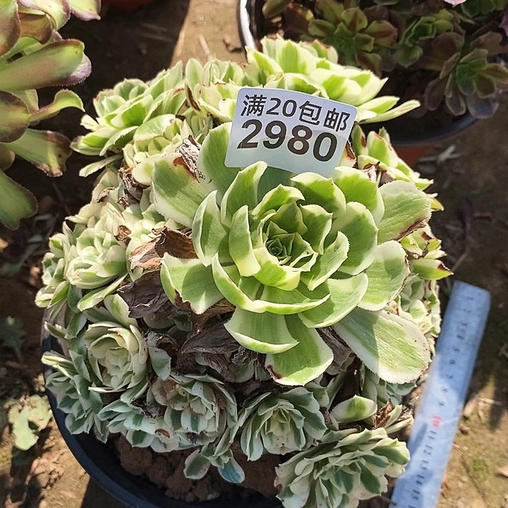 2980 一颗保时捷法师