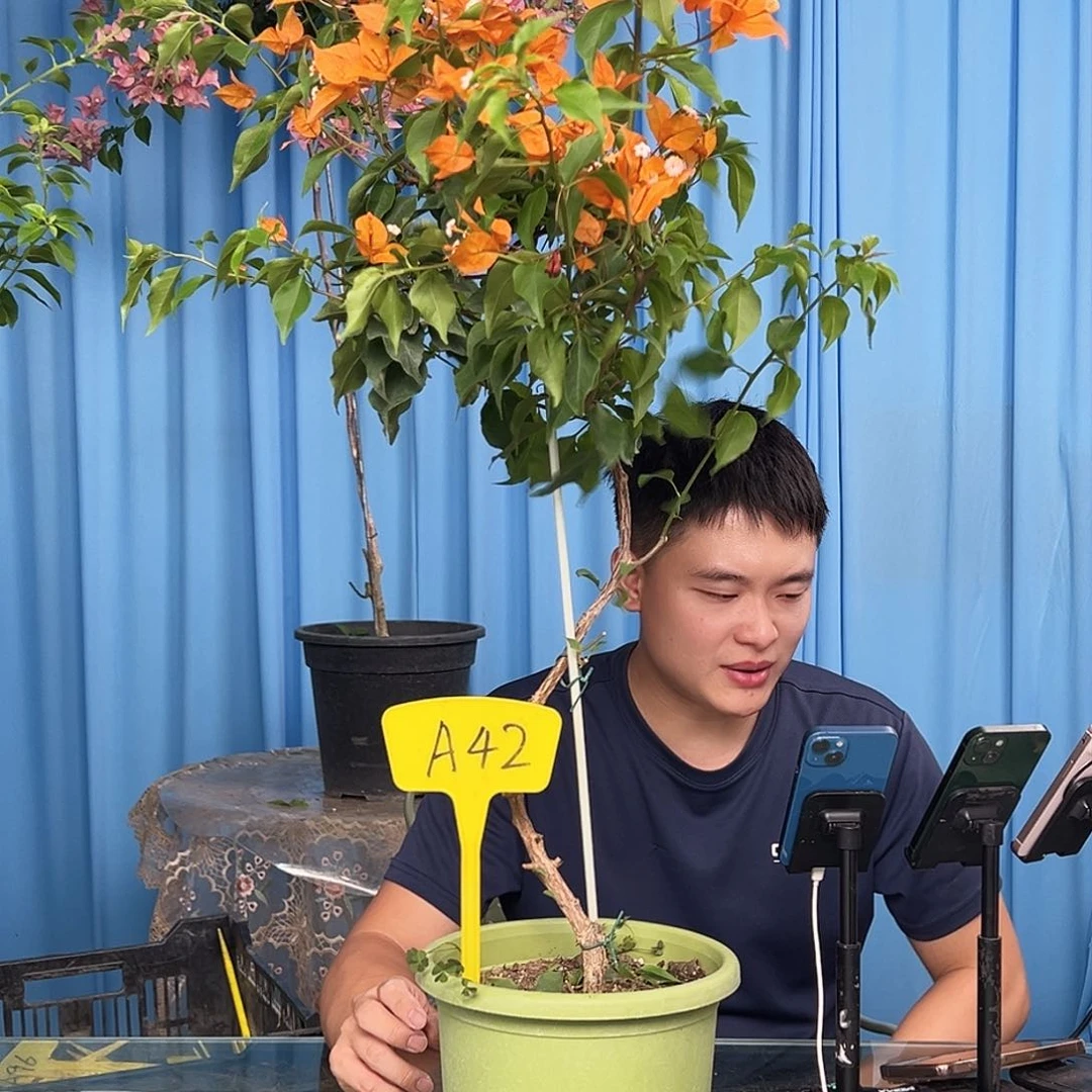 阳***艳当前无花栽培后可以开花A42橙桑巴