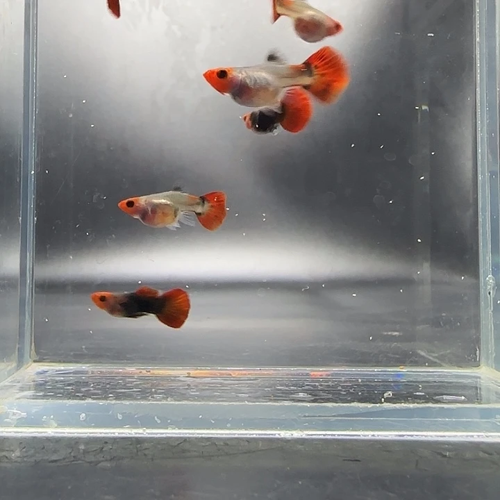 孔雀鱼深海蓝玻璃猫3对