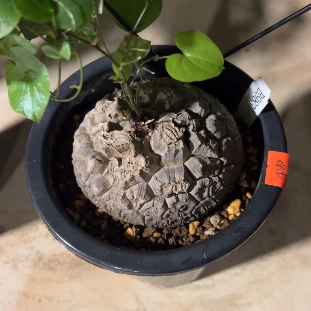 日系盆栽养定的龟甲龙8号