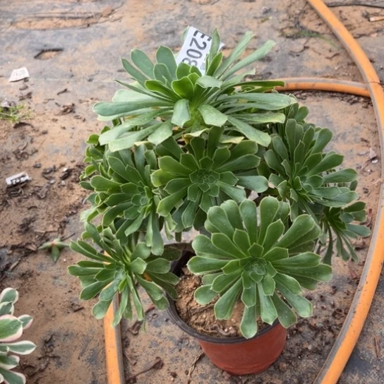 208原始绿不包断枝