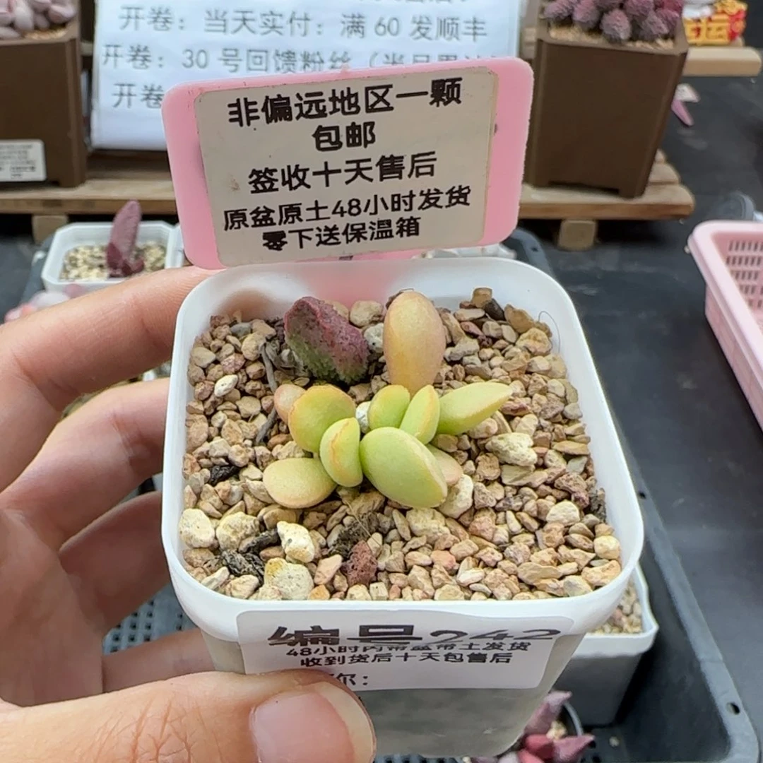 242白雪公主多肉