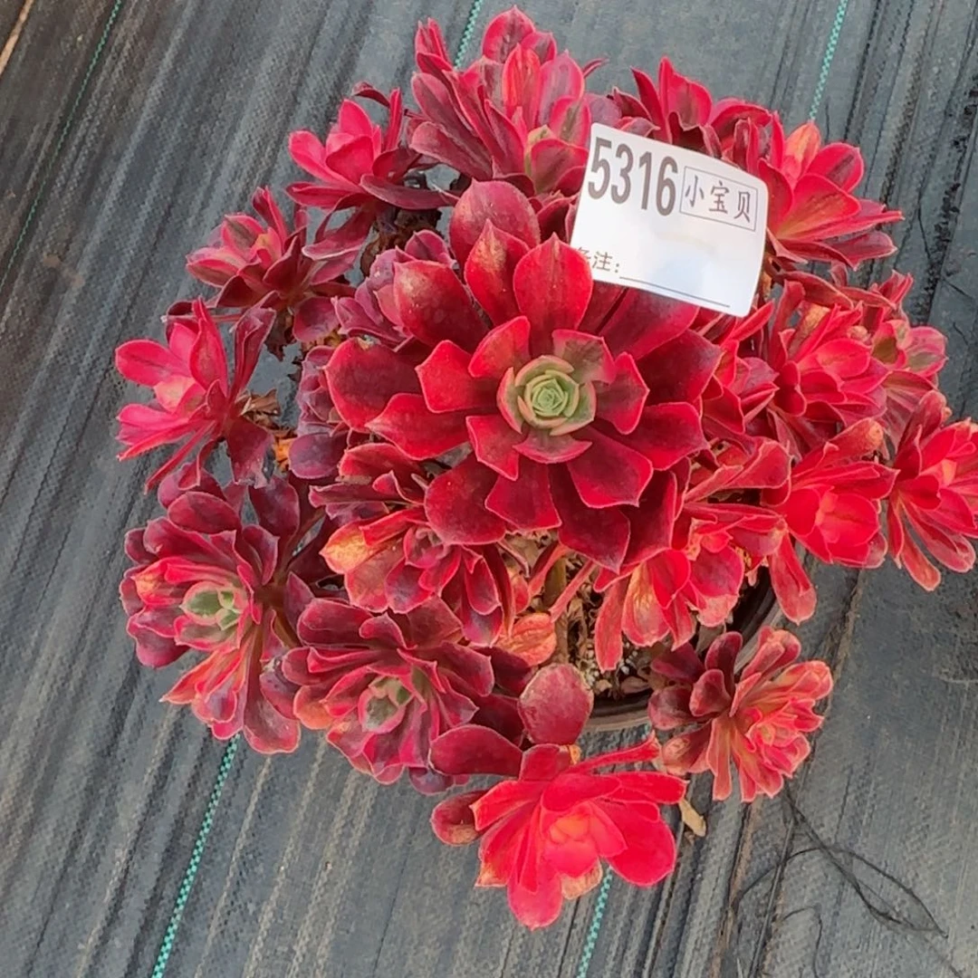 明***好5316美杜莎多肉多肉