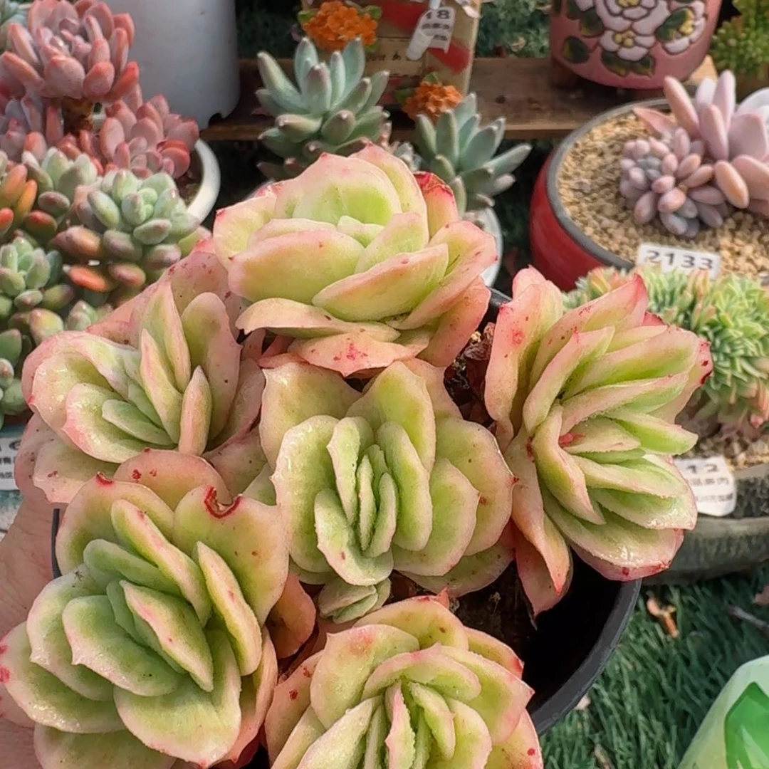 1803一物一拍（满28包邮）