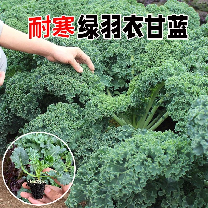 食用绿羽衣甘蓝苗紫羽衣甘蓝秧苗可食用观赏耐寒四季秋冬蔬菜苗