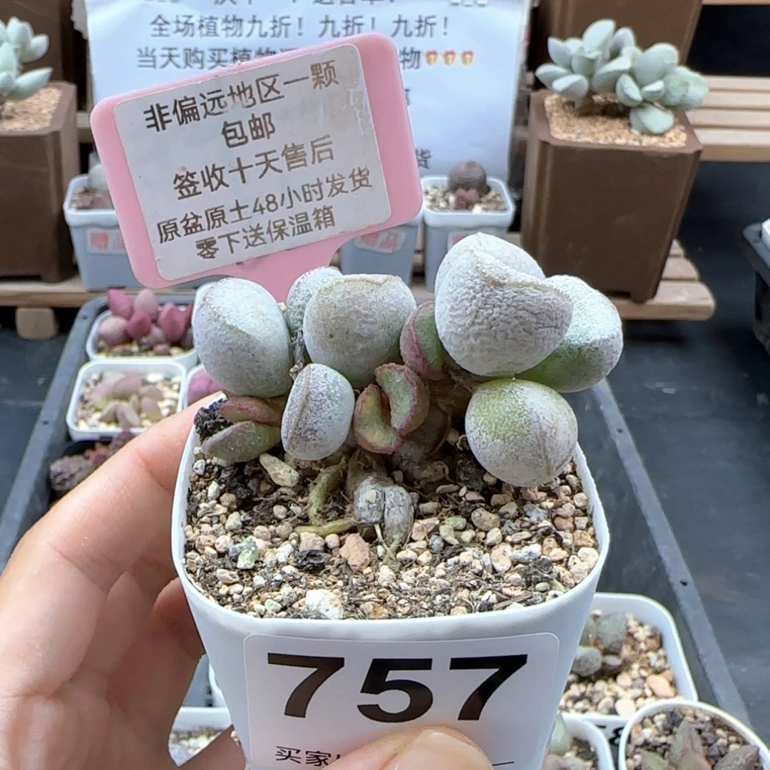 757硬叶白蛋多肉