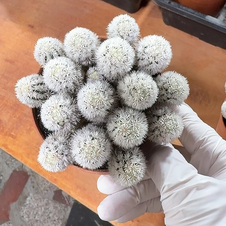 倒***数明月香姬仙人球123