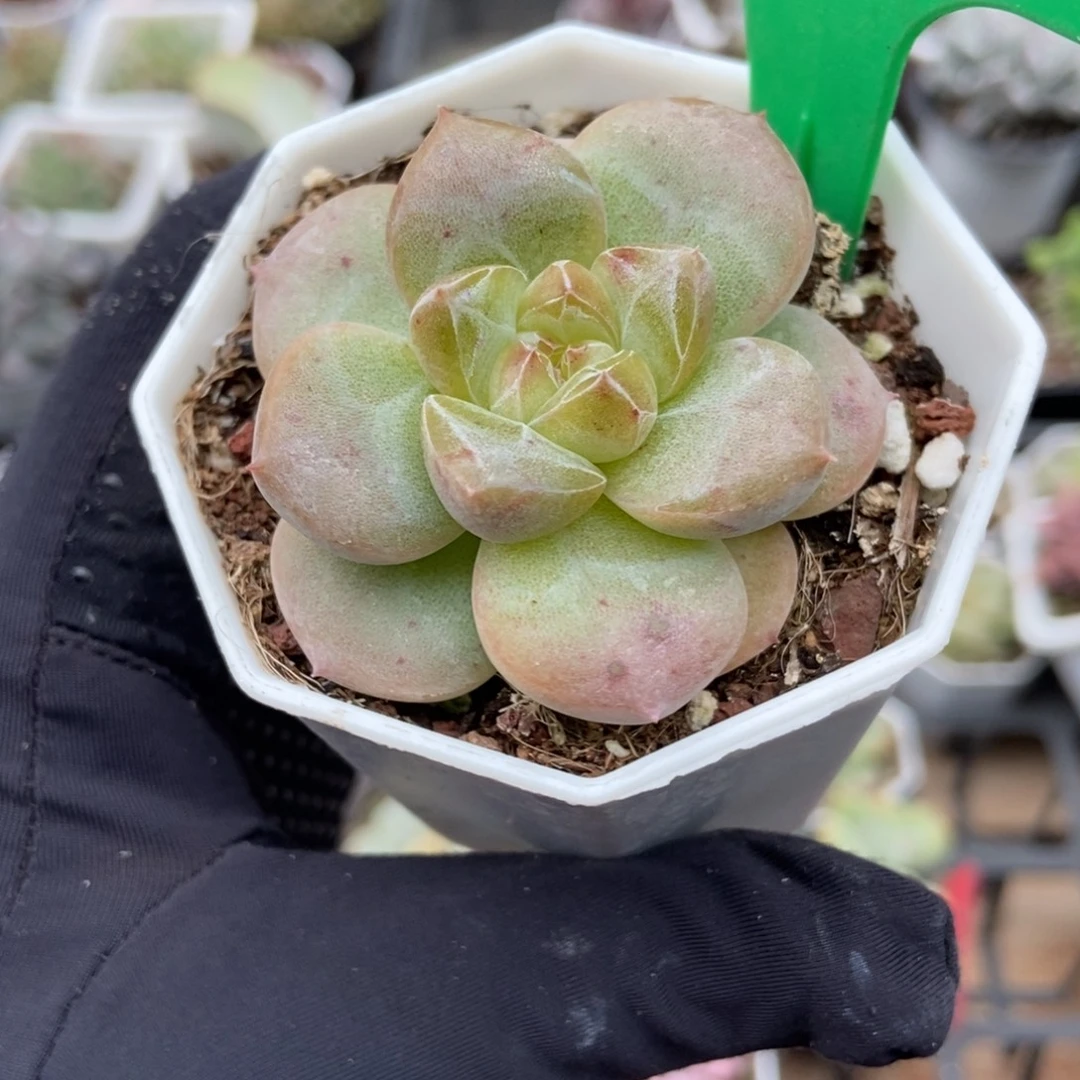 3001冰魄多肉植物